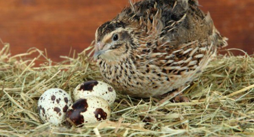 Produkce křepelčích vajec: kolik vajec snese křepelka?